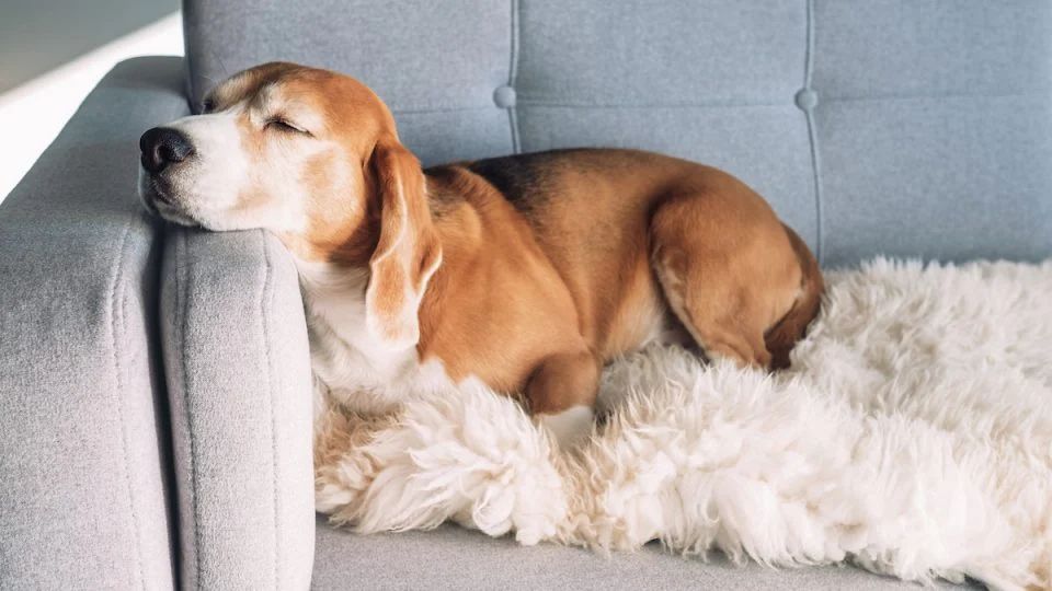 a dog laying on a couch with a cover