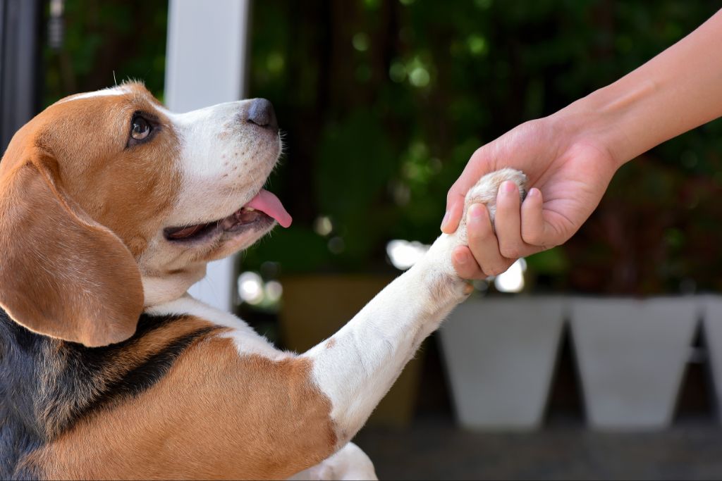 a dog learning a new trick.