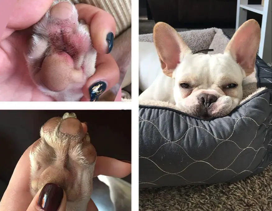 a dog licking its irritated paws due to allergies.