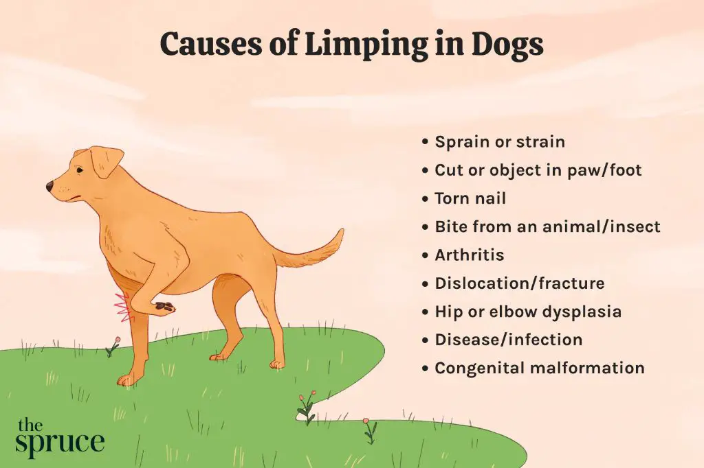 a dog limping and whining