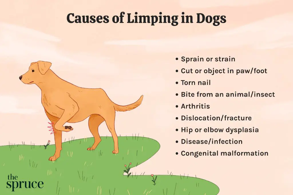 a dog limping on their front left leg