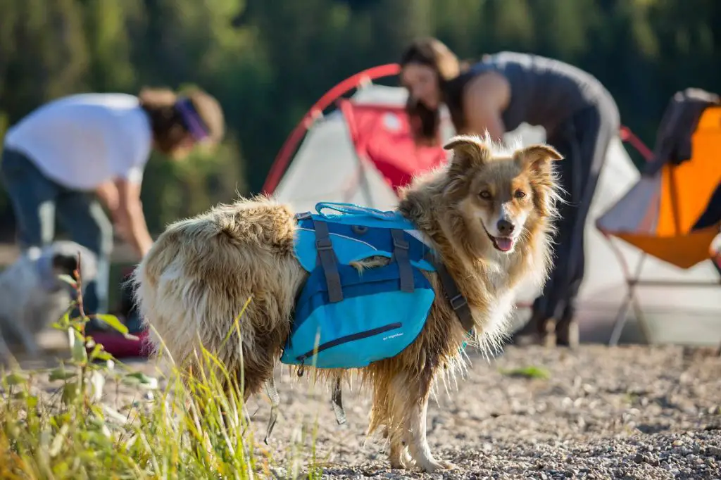 a dog looking alert and focused while wearing a backpack.