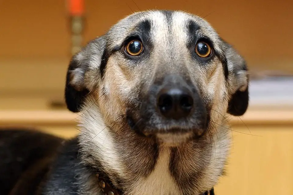 a dog looking anxious