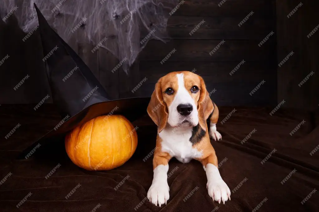 a dog looking at a spider web