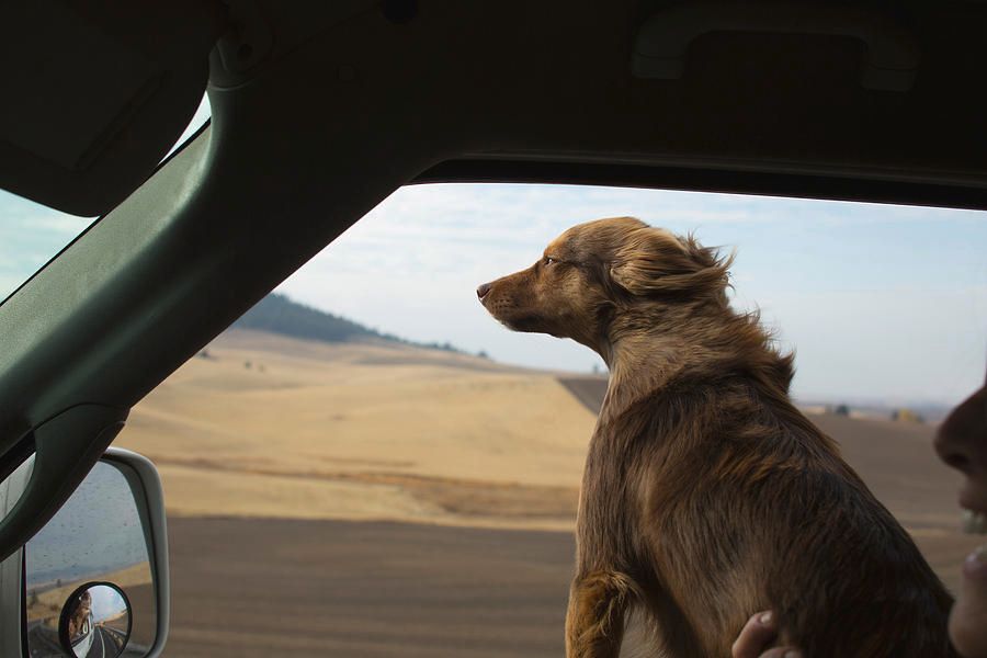 a dog looking out a car window