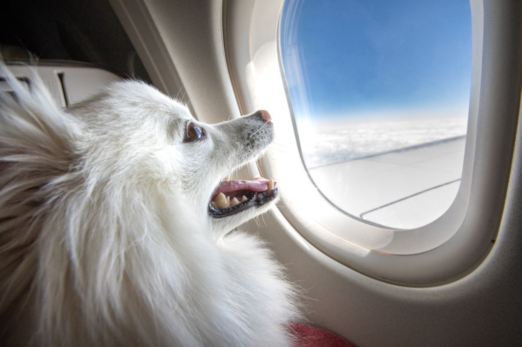 a dog looking out airplane window mid-flight