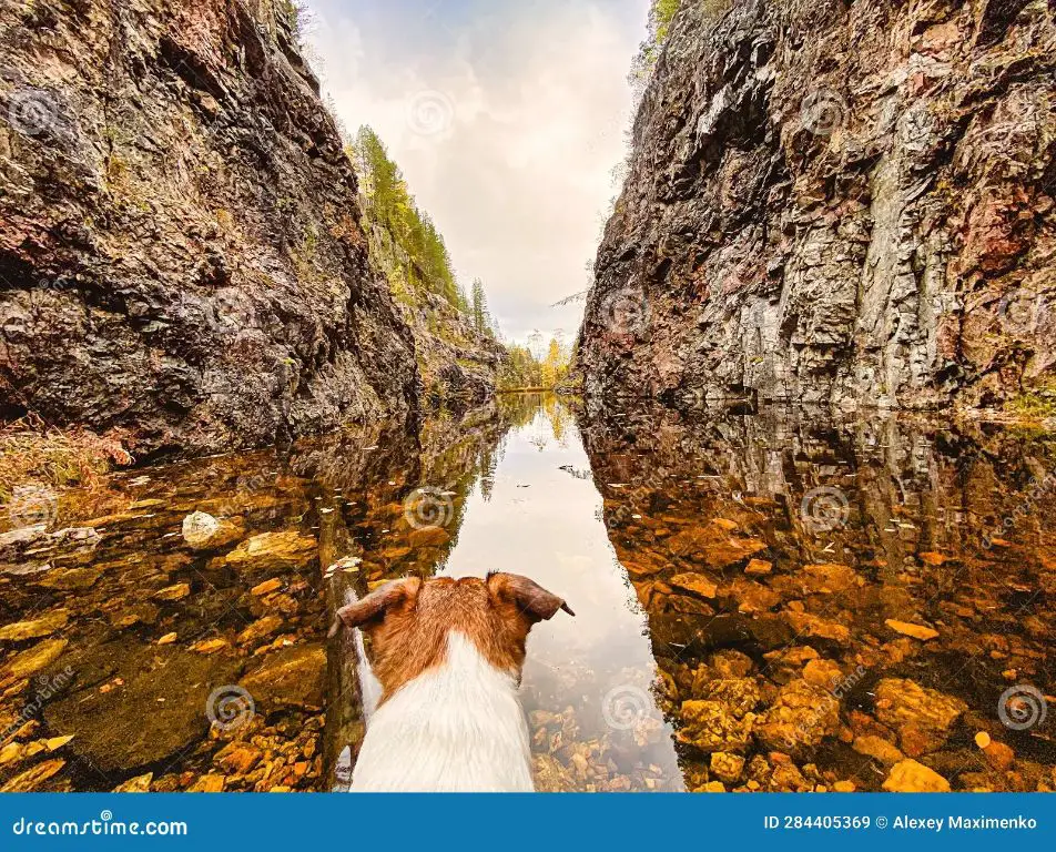 a dog looking out over a canyon viewpoint