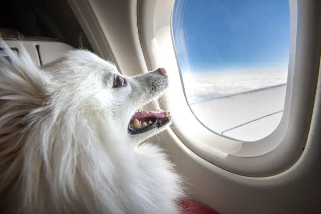 a dog looking out the airplane window while in flight.