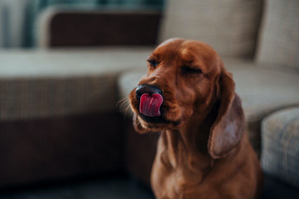 a dog looking out the car window whining and licking its nose indicating it needs to stop for a potty break