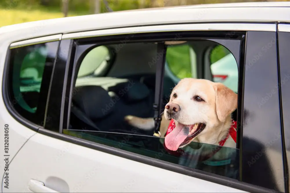 a dog looking out the window of a car on a road trip