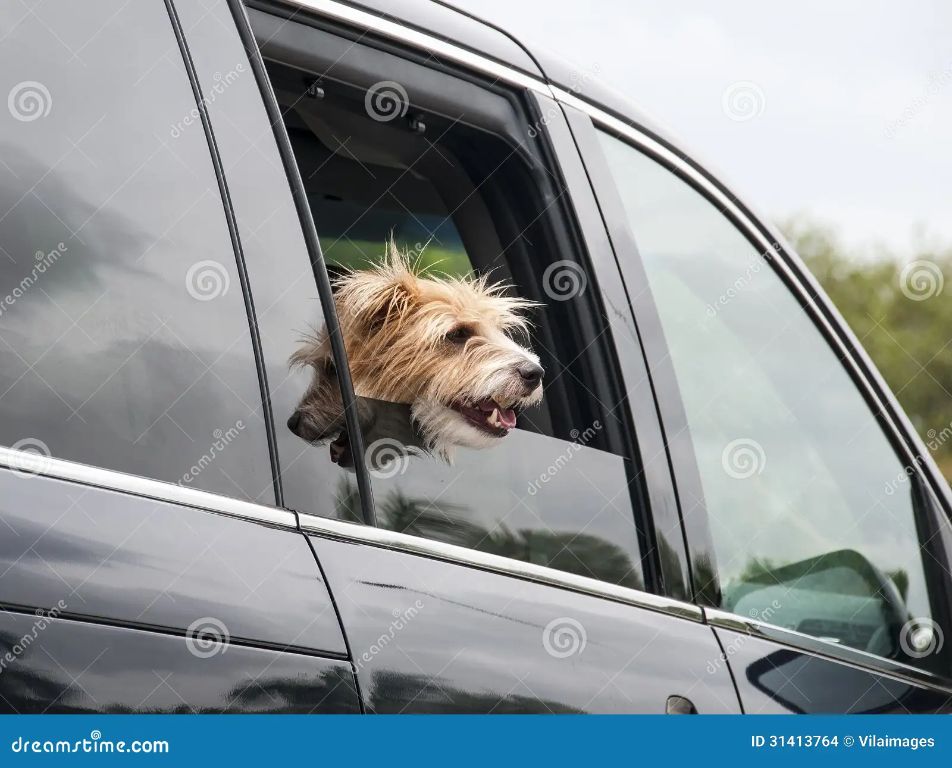 a dog looking out the window of a moving car