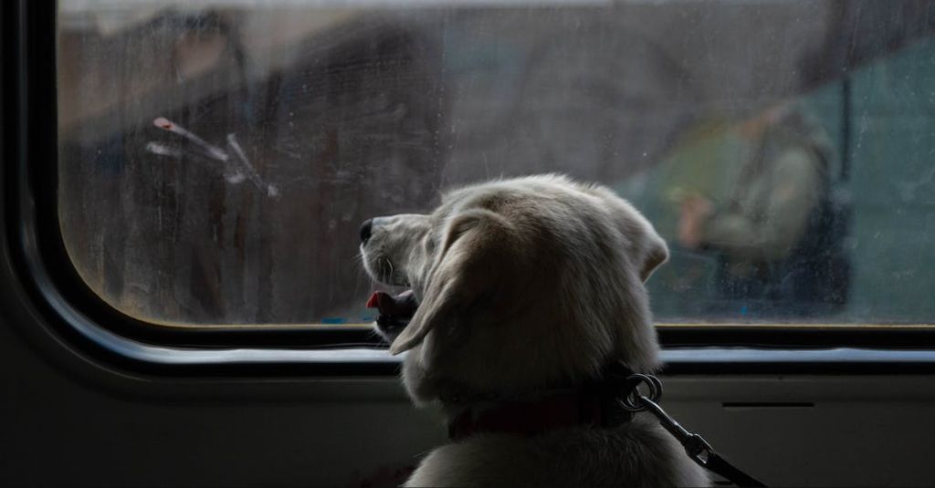 a dog looking out the window of a train in italy.