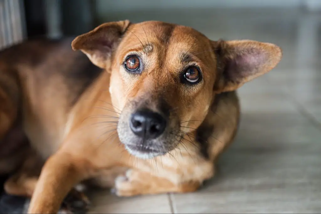 a dog looking sad with signs of damaged trust