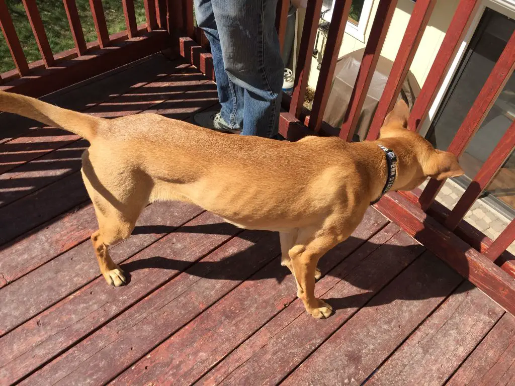 a dog looking thin and ribs slightly visible