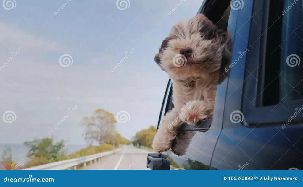 a dog looks out the window of a moving car.