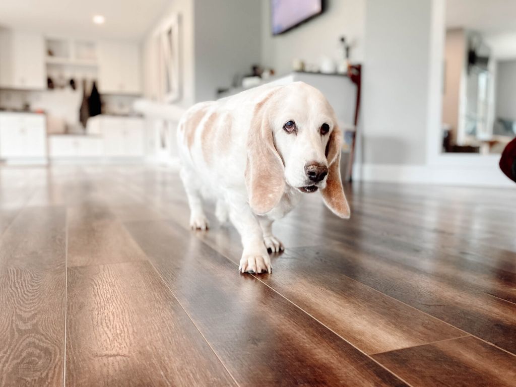 a dog lying comfortably on luxury vinyl tile flooring in a home.