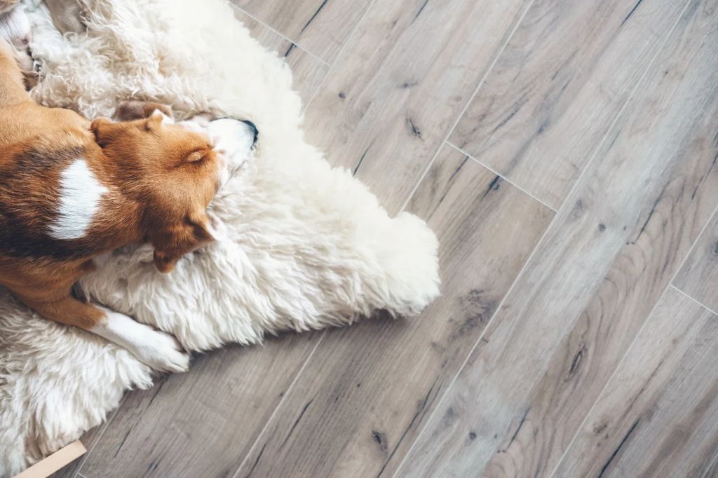 a dog lying on a small area rug placed over luxury vinyl plank floors.