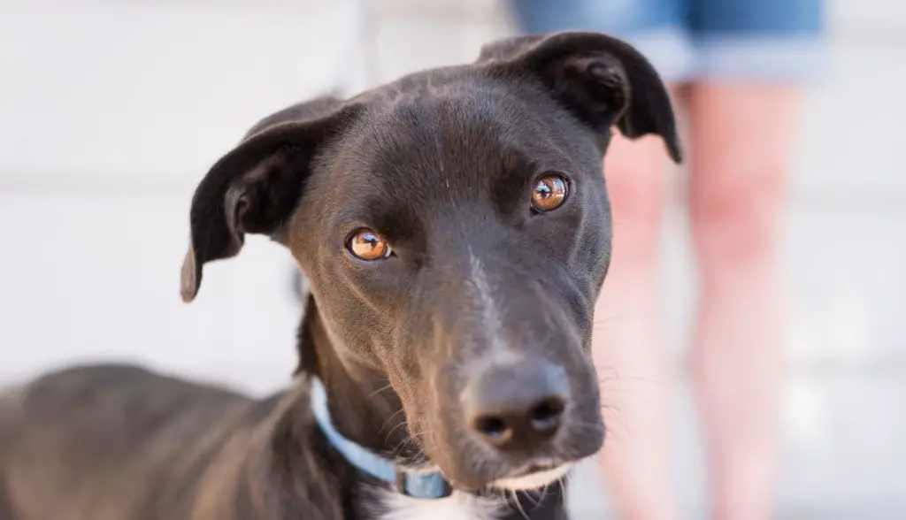 a dog meeting potential adopters during a home visit