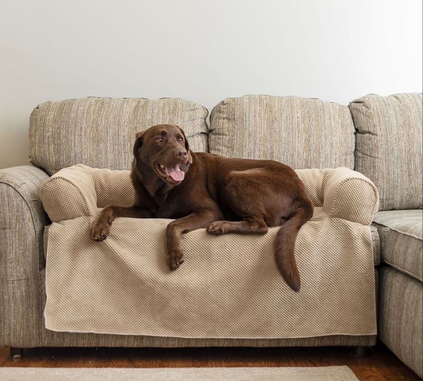 a dog on a furniture cover