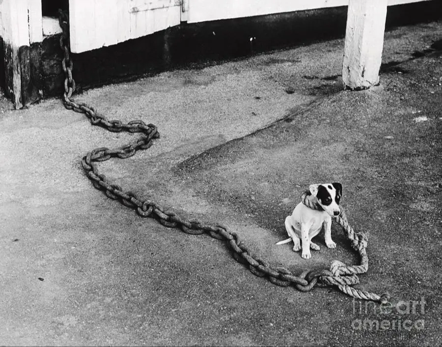 a dog on a heavy chain