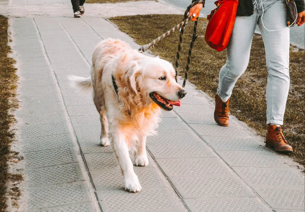 a dog on a leash in a public park