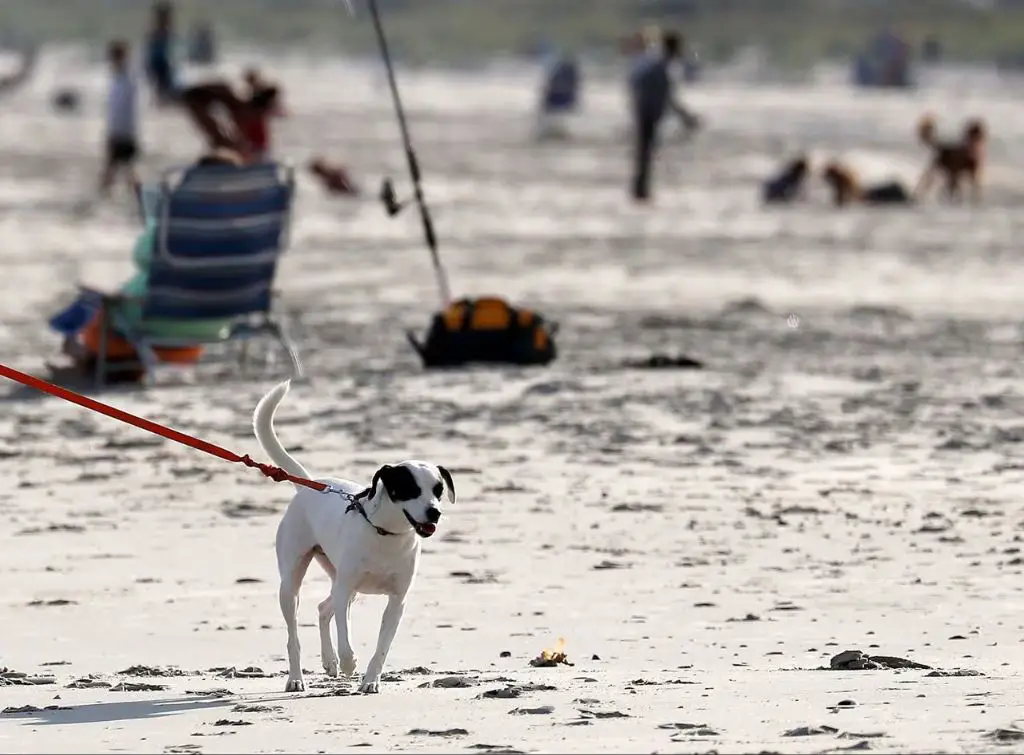 a dog on a leash looking out over the ocean city, nj boardwalk.