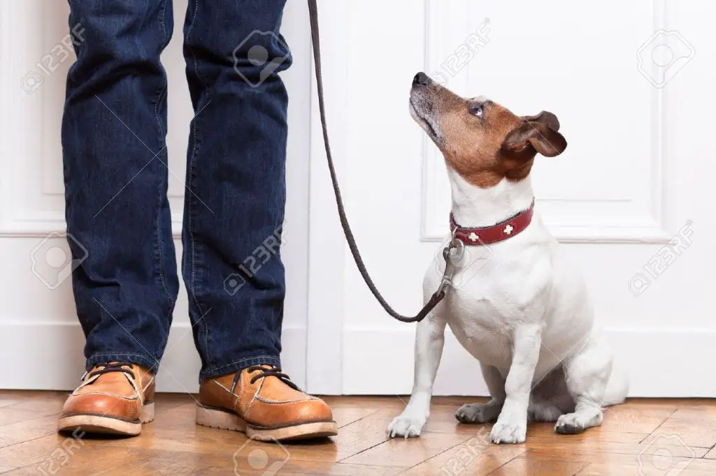 a dog on a leash looking up at its owner