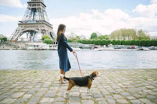 a dog on a leash looking up at the eiffel tower