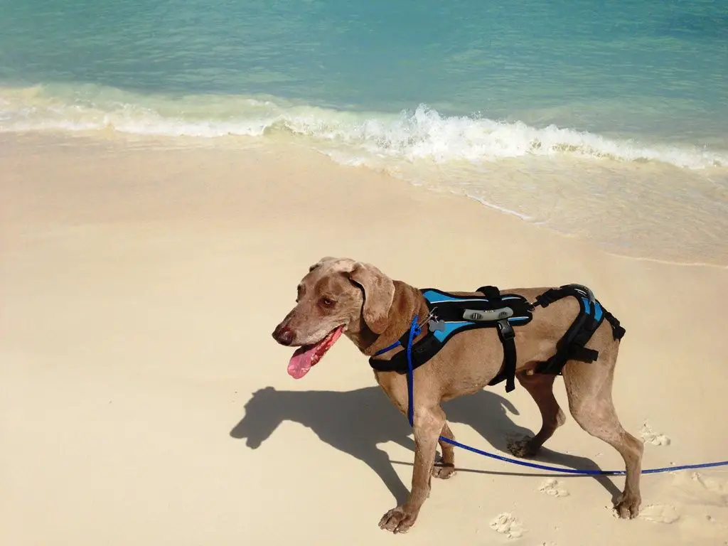 a dog on a leash on the beach