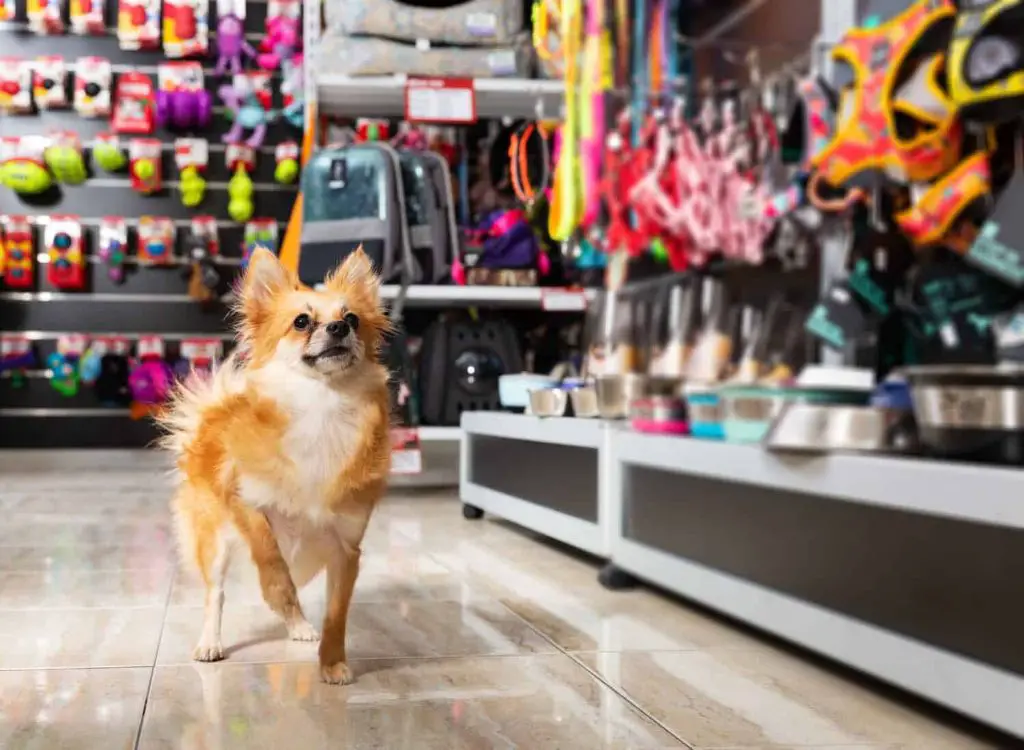 a dog on a short leash looking at clothes in a retail store