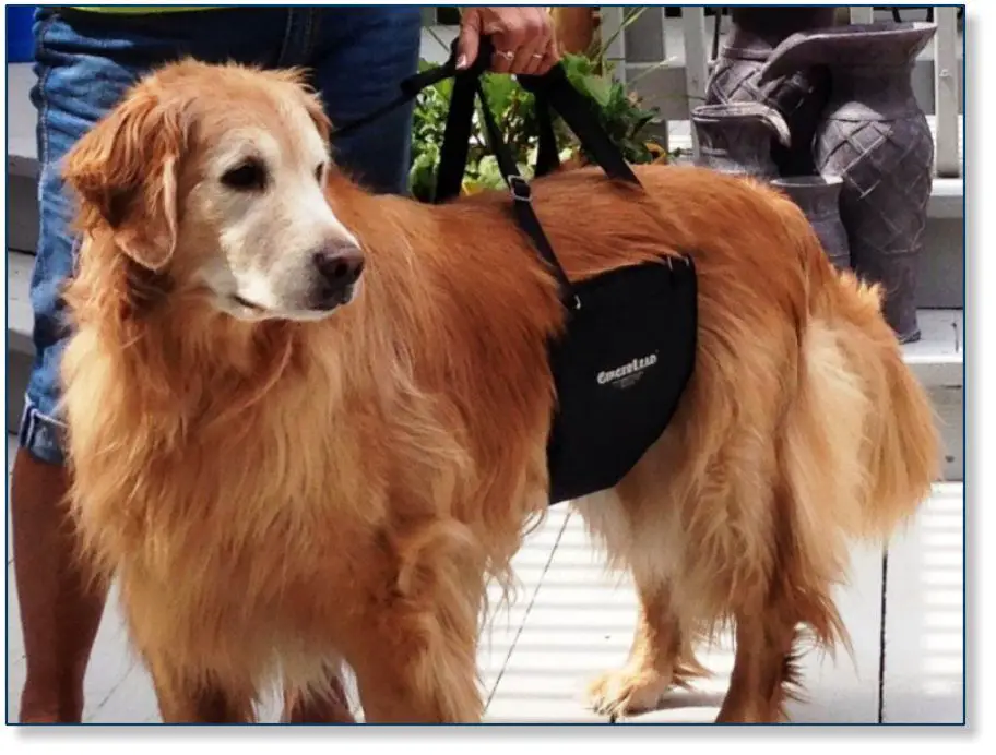 a dog owner assisting her golden retriever walk using a sling after therapy 