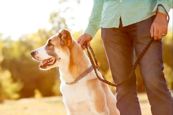 a dog owner keeping their dog on a leash