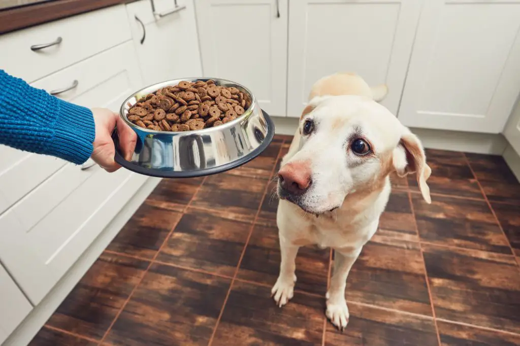 a dog owner mixing canned food into dry kibble