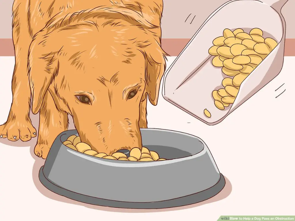 a dog owner monitoring a dog at home for signs of improving blockage