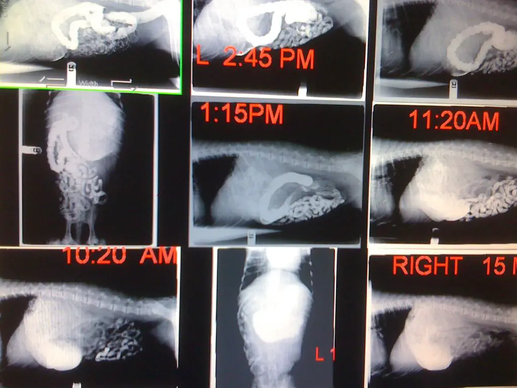 a dog owner monitoring their dog at home after a barium study