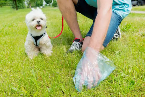 a dog owner picking up dog waste on the beach