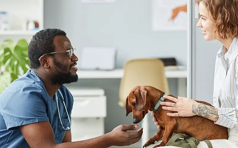 a dog owner providing supportive care at home while waiting to see vet