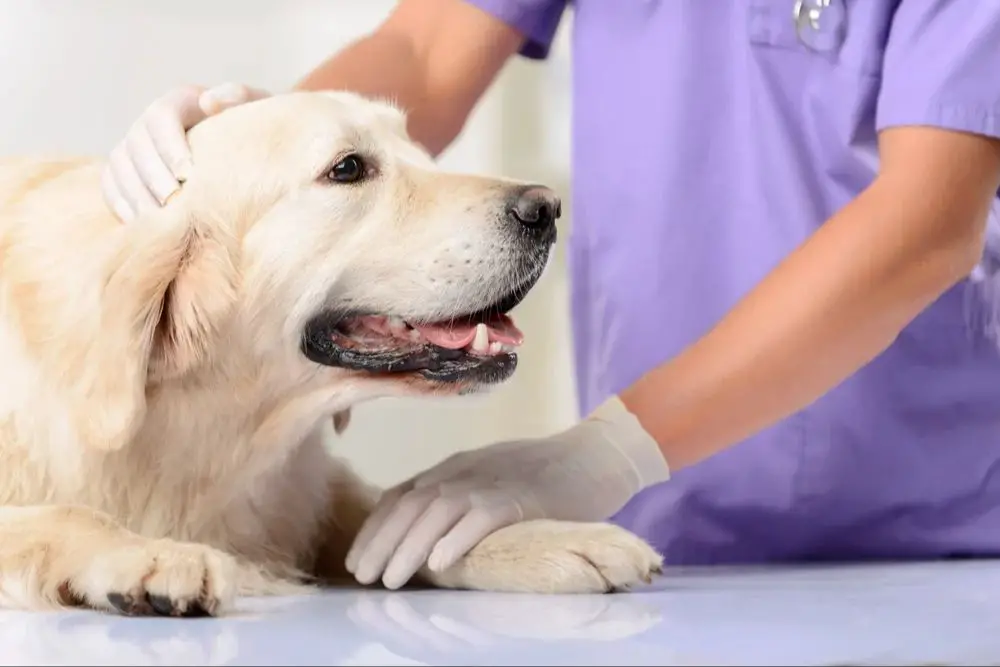 a dog owner registering their dog for a license