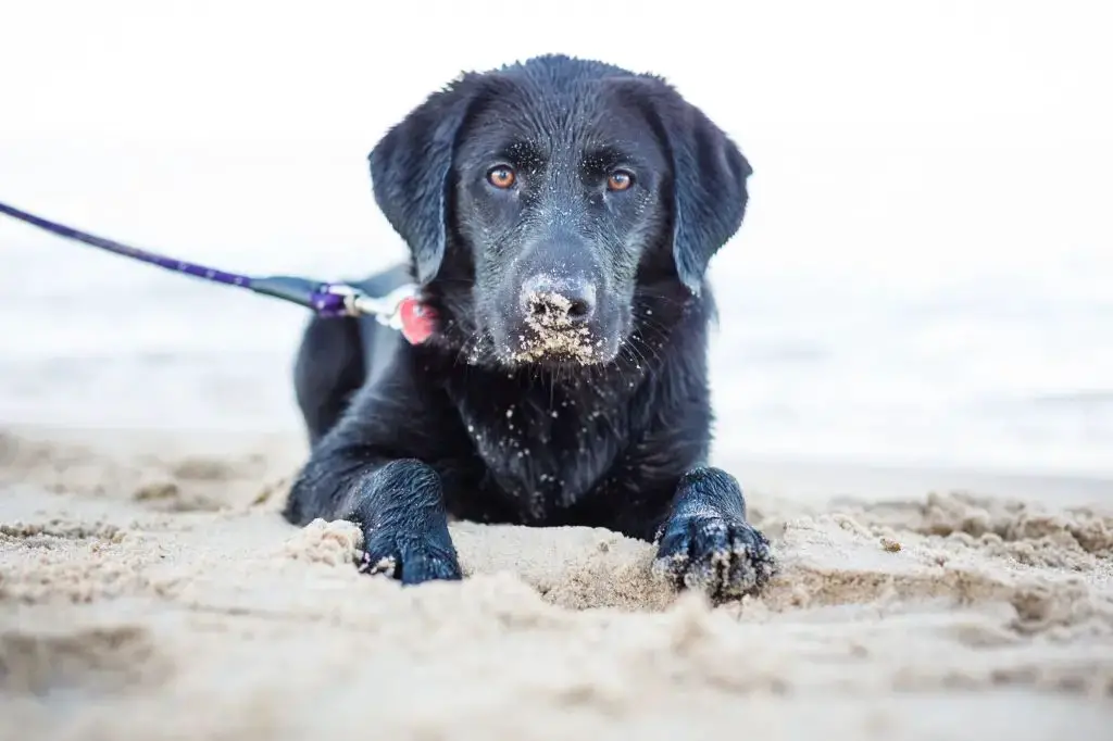 a dog owner scanning the beach for potential hazards and debris.