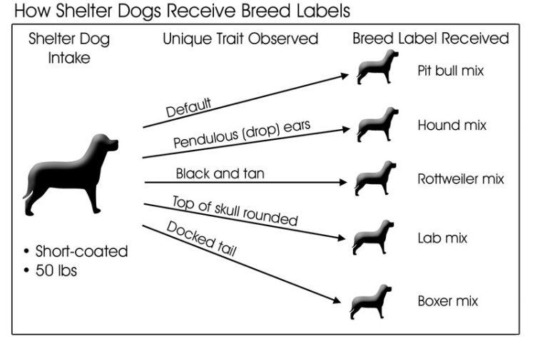 a dog owner studies their dog's pedigree documents, tracing its lineage to identify or rule out pit bull ancestry.