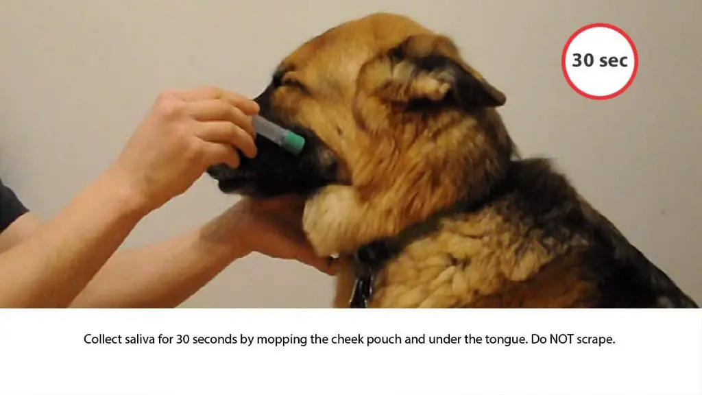 a dog owner swabbing their dog's cheek to collect a dna sample for testing