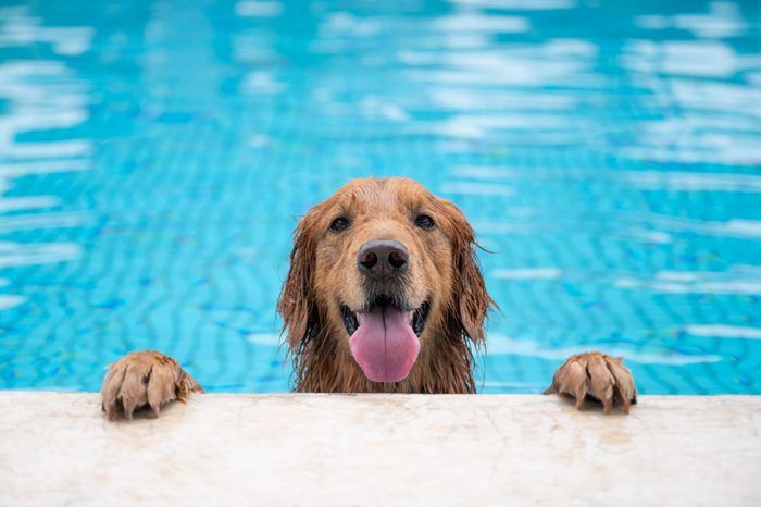 a dog owner taking their pup swimming