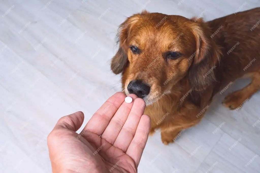 a dog owner using over-the-counter pain medications safely for their dog