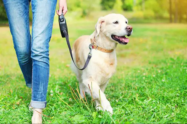 a dog owner walking their dog on a leash, being responsible and minimizing liability risks.