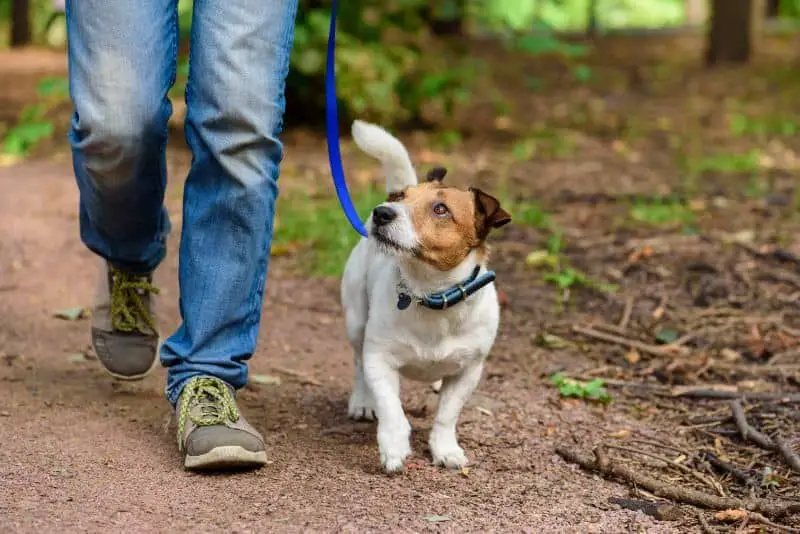 a dog owner walking their dog on a leash in a park