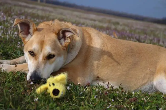 a dog panting heavily after mild exercise, showing signs of exercise intolerance due to dextrocardia.