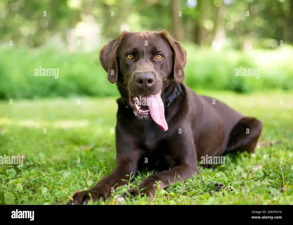 a dog panting heavily with its tongue hanging out of its mouth