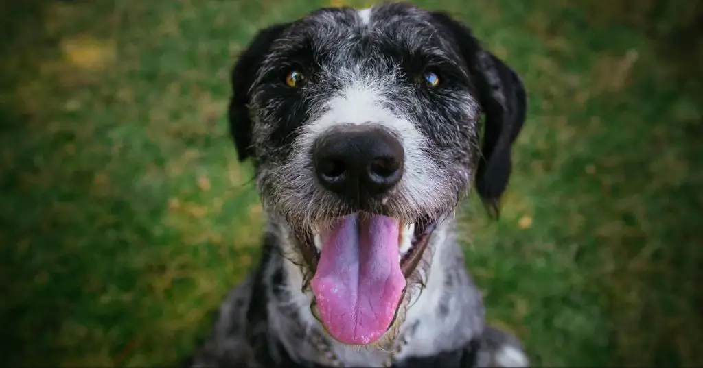 a dog panting without shade at a dog park