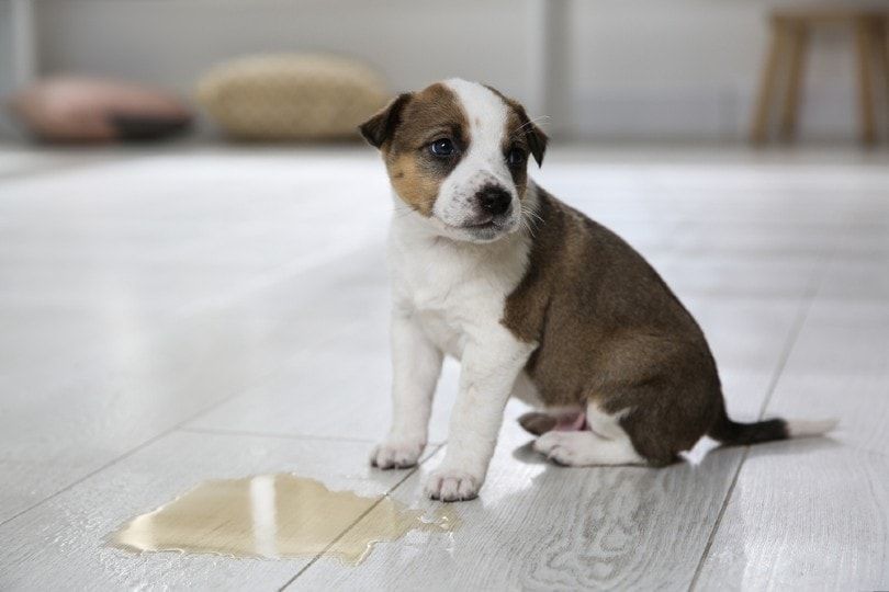 a dog peeing on vinyl plank flooring.