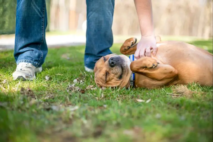 a dog playfully rolling onto its back, inviting belly rubs